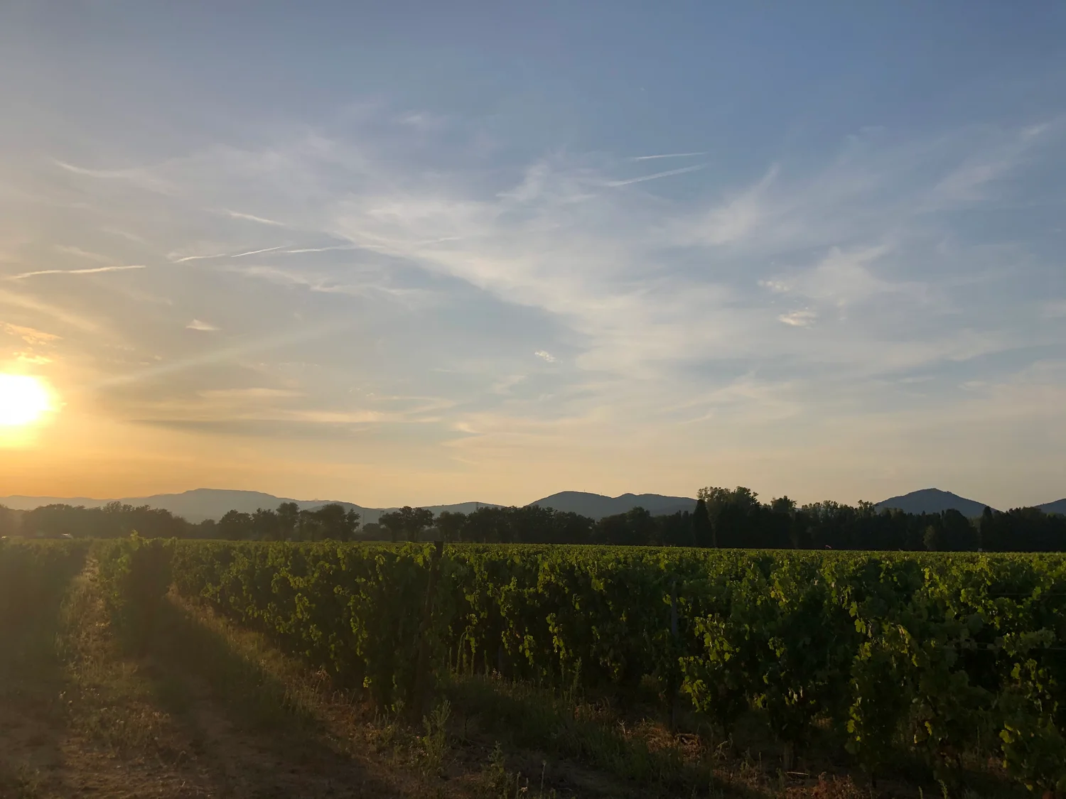 Vineyards in evening light, photographed during one of our trips